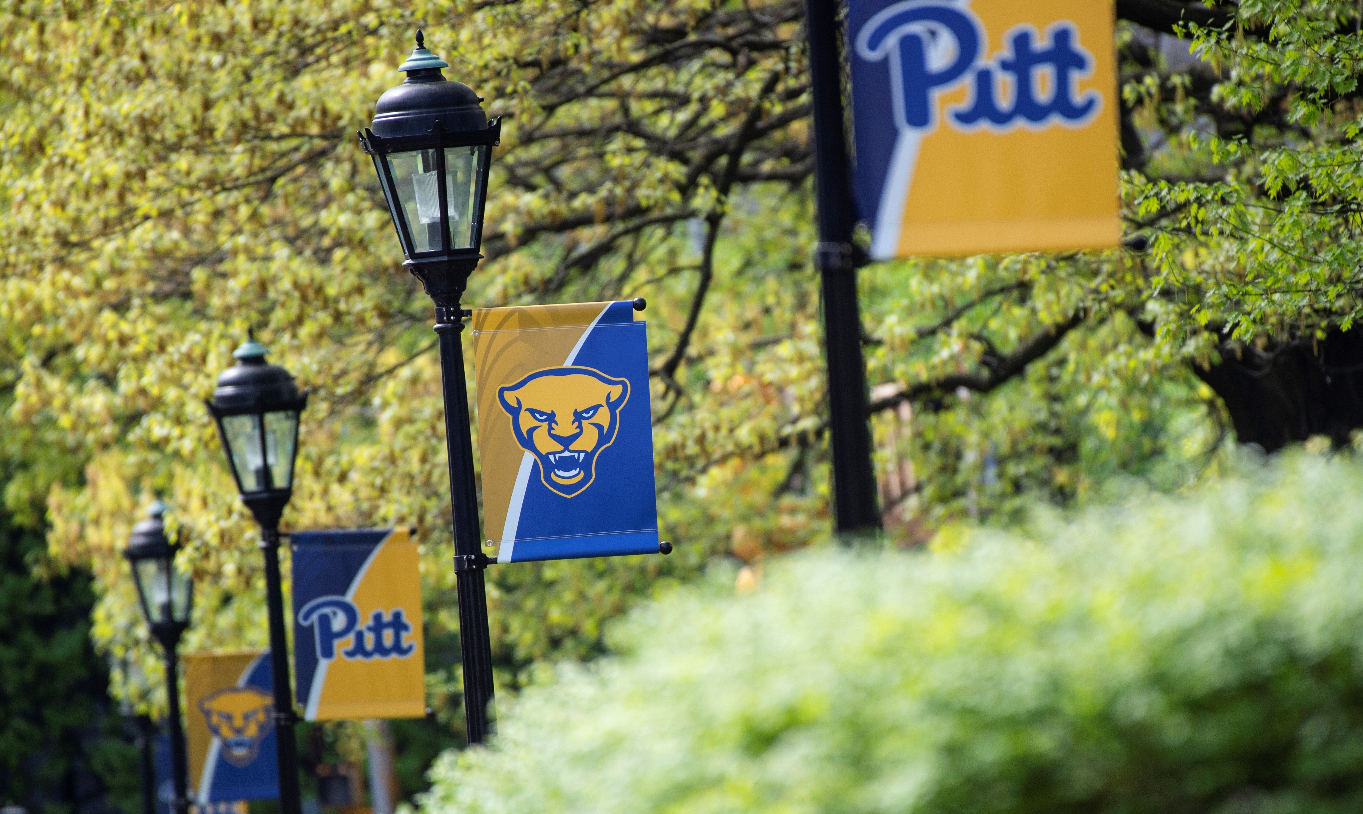 Welcome to Pitt banner image