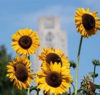 blooming sunflowers with the cathedral of learning in the background